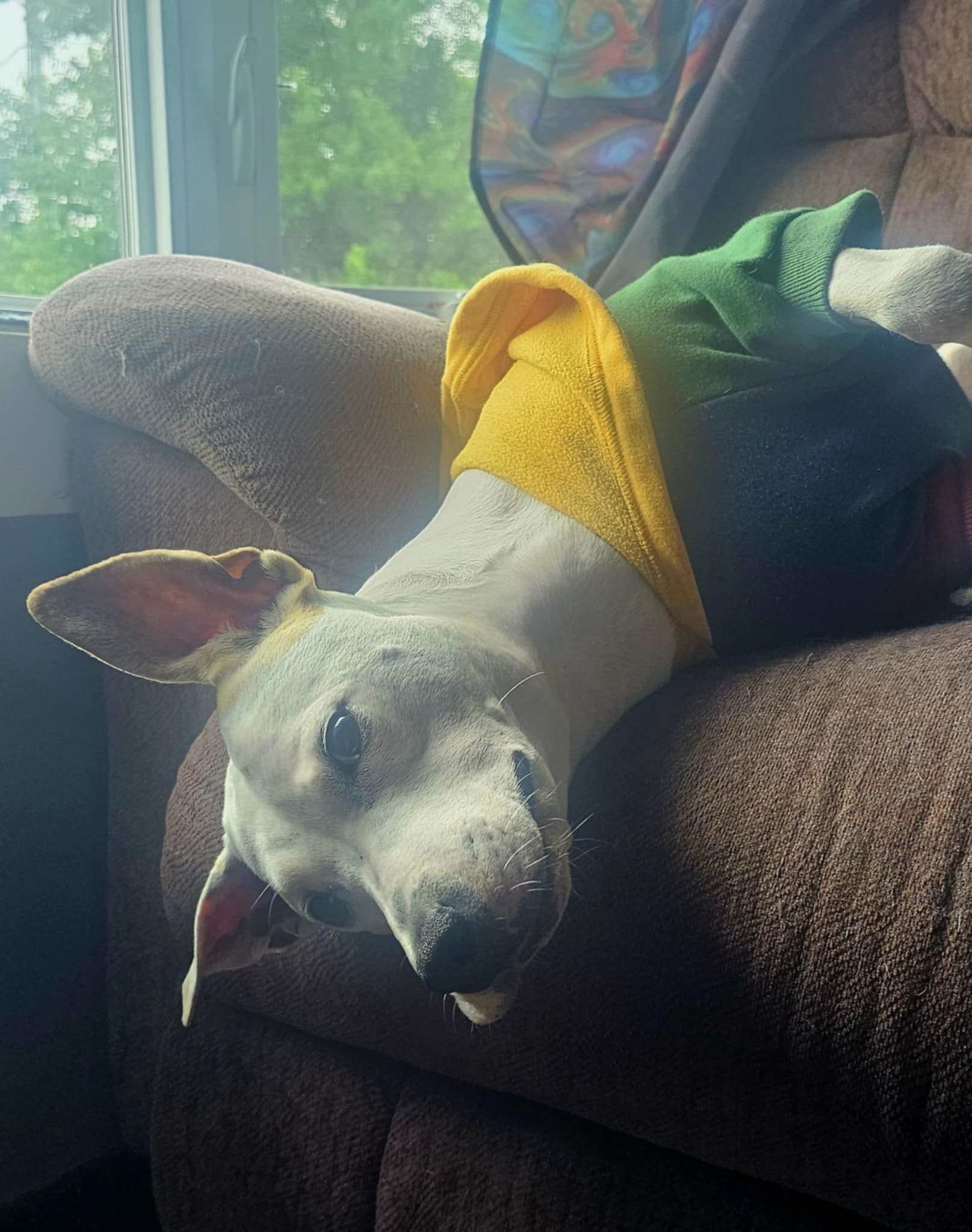D. R. Long's dog