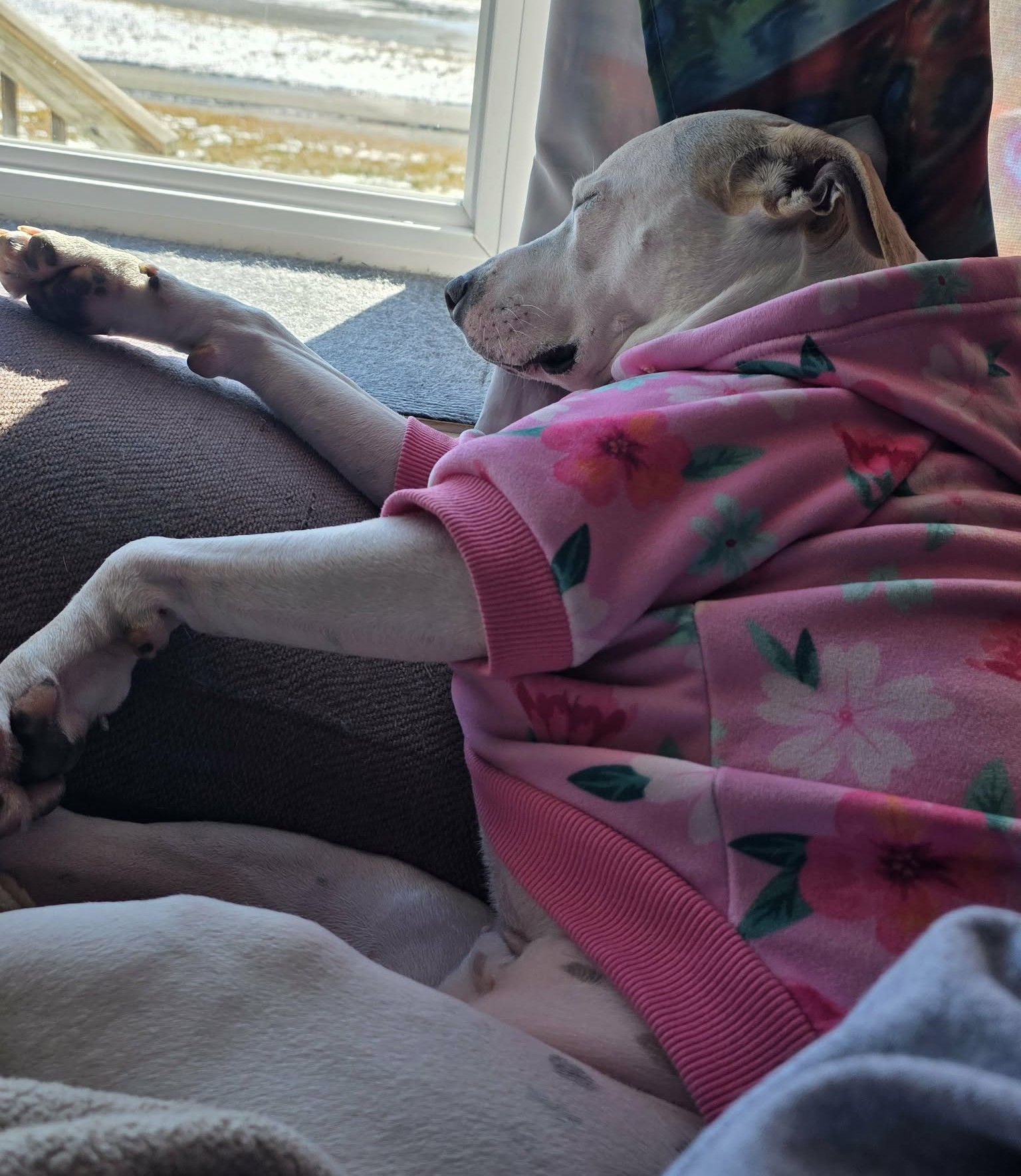 Girl snoozing by the window